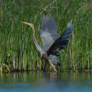 Héron pourpré © Martin STEENHAUT